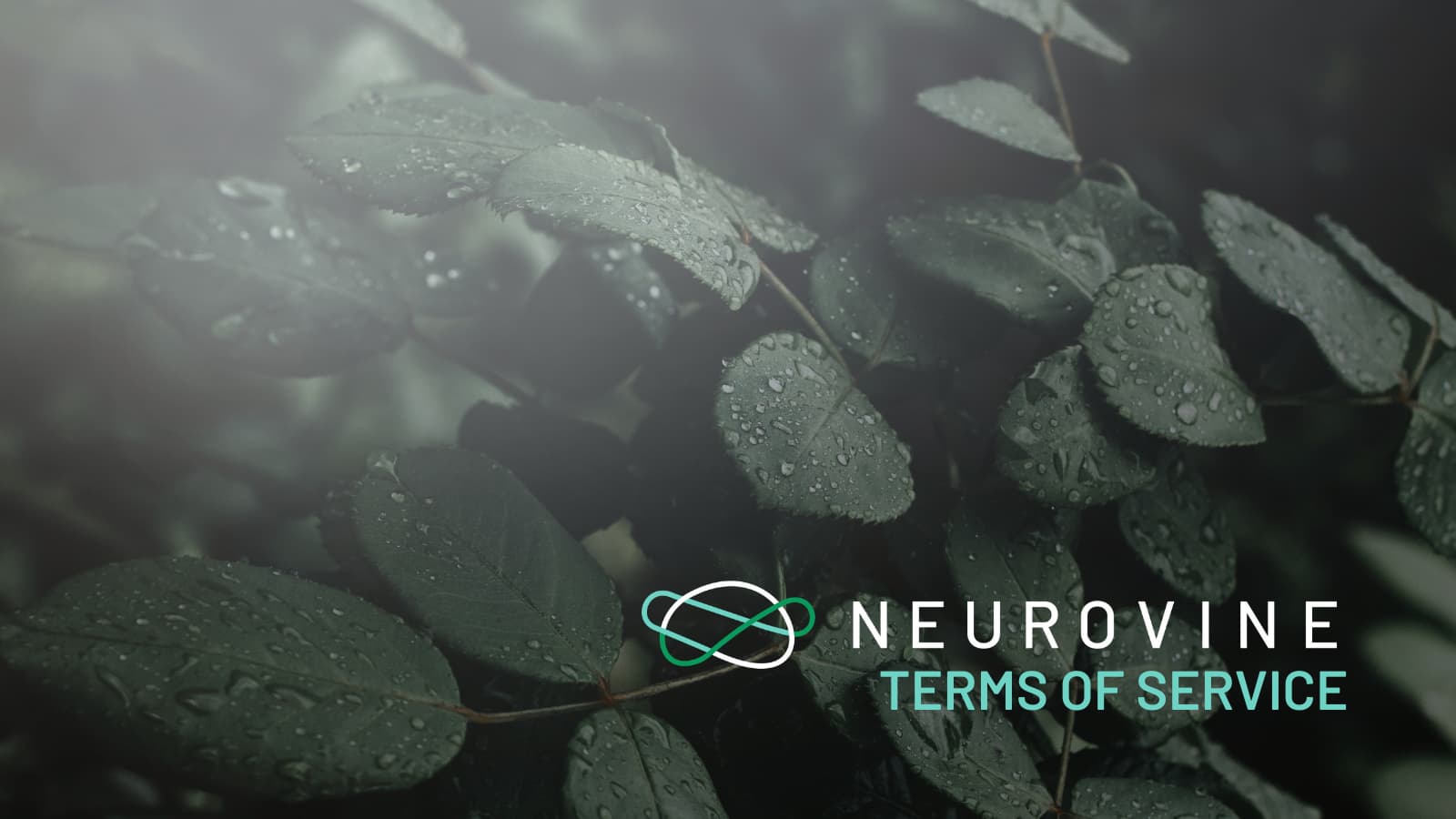 terms-of-service-neurovine